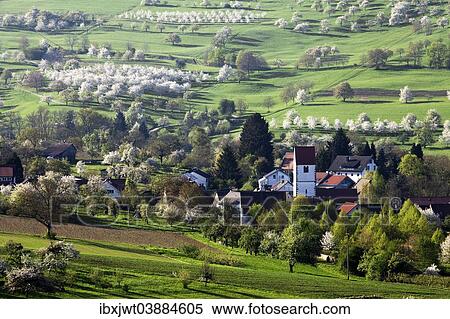"Townscape, during the cherry blossom season, Obereggenen, Markgraflerland, Black Forest, Baden-Wurttemberg, Germany, Europe" View Large Photo Image Stock Photography - "Townscape, during the cherry blossom season, Obereggenen, Markgraflerland, Black Forest, Baden-Wurttemberg, Germany, Europe". Fotosearch
