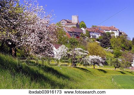 "Townscape with flowering fruit trees, Regensberg, Canton of Zurich, Switzerland, Europe" View Large Photo Image Stock Image - "Townscape with flowering fruit trees, Regensberg, Canton of Zurich, Switzerland, Europe". Fotosearch