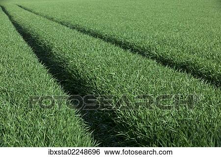 "Track in a green field, cultivated landscape near Ermatingen, Switzerland, Europe" View Large Photo Image Stock Photograph - "Track in a green field, cultivated landscape near Ermatingen, Switzerland, Europe". Fotosearch