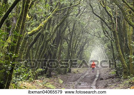 "Track in the cloud forest, laurel forest, Garajonay, La Gomera, Canary Islands, Spain, Europe" View Large Photo Image Stock Photo - "Track in the cloud forest, laurel forest, Garajonay, La Gomera, Canary Islands, Spain, Europe". Fotosearch