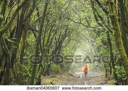 "Track in the cloud forest, laurel forest, Garajonay, La Gomera, Canary Islands, Spain, Europe" View Large Photo Image Stock Photo - "Track in the cloud forest, laurel forest, Garajonay, La Gomera, Canary Islands, Spain, Europe". Fotosearch