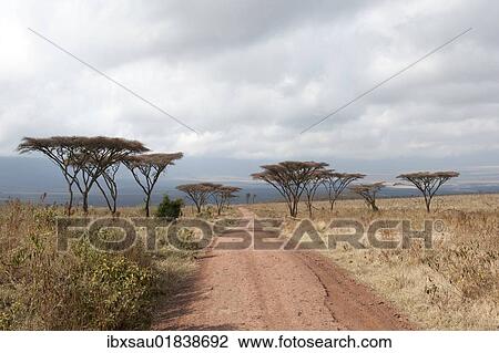 "Track into the crater, dry grasslands, Umbrella Thorn Acacia (Acacia tortilis), Savannah, Ngorongoro Conservation Area, Serengeti National Park, Tanzania, East Africa, Africa" View Large Photo Image Stock Image - "Track into the crater, dry grasslands, Umbrella Thorn Acacia (Acacia tortilis), Savannah, Ngorongoro Conservation Area, Serengeti National Park, Tanzania, East Africa, Africa". Fotosearch