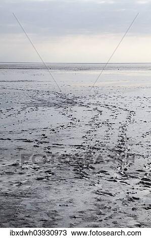 "Tracks in the wadden sea, Lower Saxon Wadden Sea National Park, UNESCO World Heritage Site, Norddeich, Norden, East Frisia, Lower Saxony, Germany, Europe" View Large Photo Image Stock Image - "Tracks in the wadden sea, Lower Saxon Wadden Sea National Park, UNESCO World Heritage Site, Norddeich, Norden, East Frisia, Lower Saxony, Germany, Europe". Fotosearch