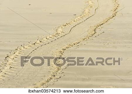 "Tracks of a Green Sea Turtle or Pacific Green Turtle (Chelonia mydas japonica) on the beach, Floreana, Galapagos Islands, Ecuador, South America" View Large Photo Image Stock Image - "Tracks of a Green Sea Turtle or Pacific Green Turtle (Chelonia mydas japonica) on the beach, Floreana, Galapagos Islands, Ecuador, South America". Fotosearch