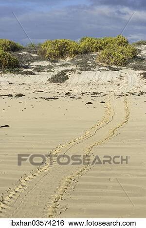 "Tracks of a Green Sea Turtle or Pacific Green Turtle (Chelonia mydas japonica) on the beach, Floreana, Galapagos Islands, Ecuador, South America" View Large Photo Image Stock Photograph - "Tracks of a Green Sea Turtle or Pacific Green Turtle (Chelonia mydas japonica) on the beach, Floreana, Galapagos Islands, Ecuador, South America". Fotosearch