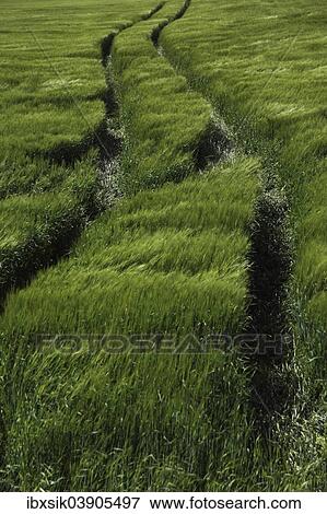 "Tracks of a tractor on a grain field, Upper Swabia, Germany, Europe" View Large Photo Image Stock Photo - "Tracks of a tractor on a grain field, Upper Swabia, Germany, Europe". Fotosearch