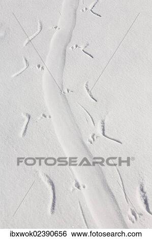 "Tracks of an Adelie Penguin (Pygoscelis adeliae) sliding on its stomach in the snow, Antarctica" View Large Photo Image Stock Photograph - "Tracks of an Adelie Penguin (Pygoscelis adeliae) sliding on its stomach in the snow, Antarctica". Fotosearch