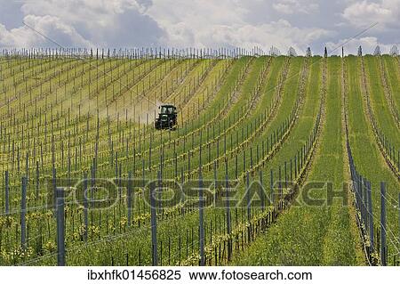 "Tractor in a vineyard, Burgenland, Austria, Europe" View Large Photo Image Stock Photography - "Tractor in a vineyard, Burgenland, Austria, Europe". Fotosearch