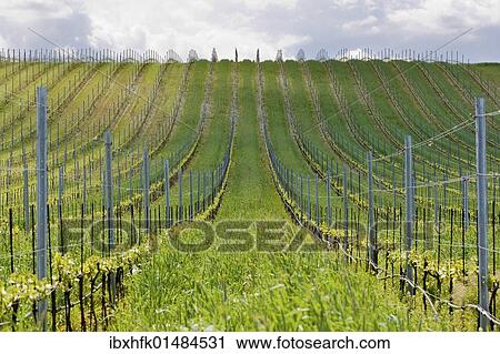 Stock Image - "Tractor in the vineyard, Burgenland, Austria, Europe". Fotosearch