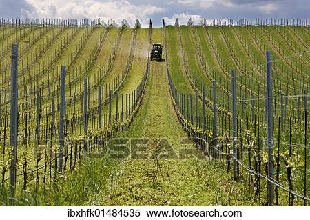 "Tractor in the vineyard, Burgenland, Austria, Europe" View Large Photo Image Stock Photography - "Tractor in the vineyard, Burgenland, Austria, Europe". Fotosearch