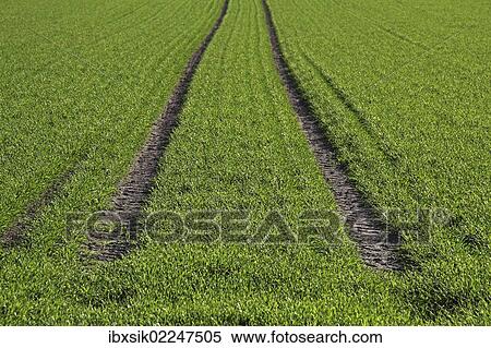 "Tractor tracks, green seeded field near Biberach, Baden-Wuerttemberg, Germany, Europe" View Large Photo Image Stock Photography - "Tractor tracks, green seeded field near Biberach, Baden-Wuerttemberg, Germany, Europe". Fotosearch