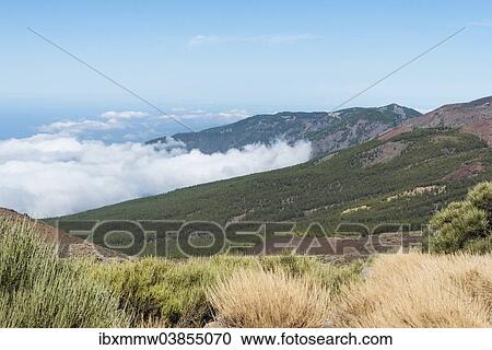 "Trade wind clouds covering a pine forest, Parque Nacional de las Canadas del Teide, Teide National Park, UNESCO World Heritage Site, Tenerife, Canary Islands, Spain, Europe" View Large Photo Image Stock Image - "Trade wind clouds covering a pine forest, Parque Nacional de las Canadas del Teide, Teide National Park, UNESCO World Heritage Site, Tenerife, Canary Islands, Spain, Europe". Fotosearch