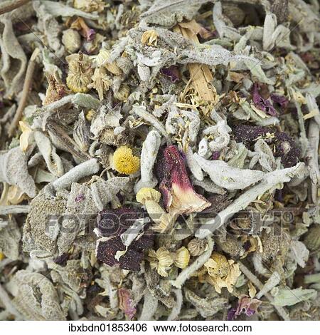 "Traditional Bedouin tea from Dahab in the Sinai peninsula, Egypt, Africa" View Large Photo Image Stock Photograph - "Traditional Bedouin tea from Dahab in the Sinai peninsula, Egypt, Africa". Fotosearch