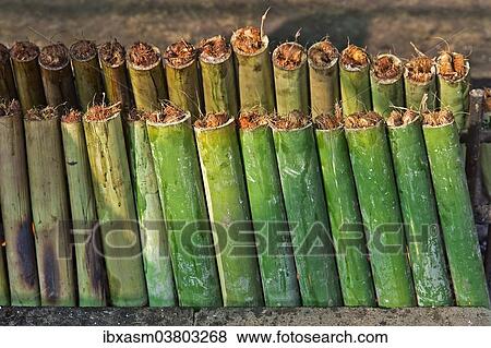 "Traditional preparation of """"sticky rice"""", Chiang Rai province, Thailand, Asia" View Large Photo Image Stock Photo - "Traditional preparation of """"sticky rice"""", Chiang Rai province, Thailand, Asia". Fotosearch
