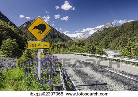 Stock Photo - "Traffic sign warning of kiwis on the next four kilometres of the country road, driving on the left, Arthur's Pass Road, South Island, New Zealand, Oceania". Fotosearch