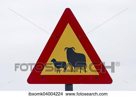 "Traffic sign, warning of sheep, Reykjanes, Iceland, Europe" View Large Photo Image Picture - "Traffic sign, warning of sheep, Reykjanes, Iceland, Europe". Fotosearch
