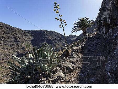 "Trail between Valle Gran Rey and El Cercado, La Gomera, Canary Islands, Spain, Europe" View Large Photo Image Stock Photo - "Trail between Valle Gran Rey and El Cercado, La Gomera, Canary Islands, Spain, Europe". Fotosearch
