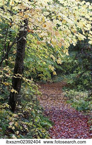 "Trail in autumn, Adirondack Mountains, Upstate New York, USA" View Large Photo Image Picture - "Trail in autumn, Adirondack Mountains, Upstate New York, USA". Fotosearch