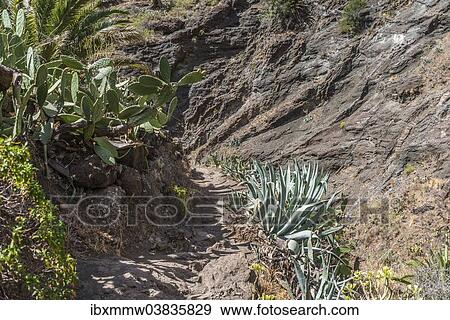 "Trail, Masca Gorge, Tenerife, Canary Islands, Spain, Europe" View Large Photo Image Stock Photo - "Trail, Masca Gorge, Tenerife, Canary Islands, Spain, Europe". Fotosearch