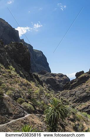 "Trail, Masca Gorge, Tenerife, Canary Islands, Spain, Europe" View Large Photo Image Stock Photograph - "Trail, Masca Gorge, Tenerife, Canary Islands, Spain, Europe". Fotosearch