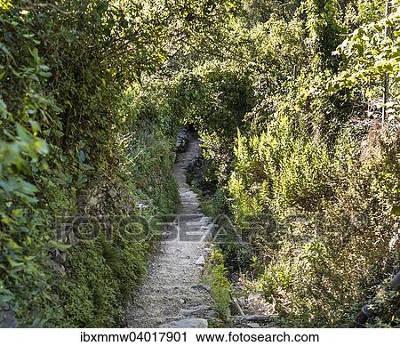 Stock Image - "Trail surrounded by plants, vegetation tunnel, Cinque Terre, La Spezia, Liguria, Italy, Europe". Fotosearch