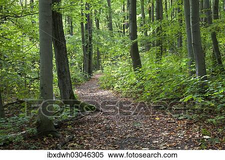"Trail through a deciduous forest, Thiemsburg nature trail, Hainich National Park, Bad Langensalza, Thuringia, Germany, Europe" View Large Photo Image Stock Photography - "Trail through a deciduous forest, Thiemsburg nature trail, Hainich National Park, Bad Langensalza, Thuringia, Germany, Europe". Fotosearch