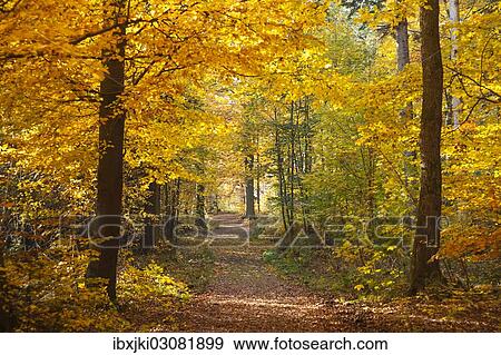 "Trail to the Old Palace in autumn, Schwarzwald, Baden-Baden, Baden-Wurttemberg, Germany, Europe" View Large Photo Image Stock Photo - "Trail to the Old Palace in autumn, Schwarzwald, Baden-Baden, Baden-Wurttemberg, Germany, Europe". Fotosearch