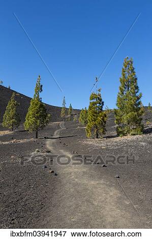 "Trail to the Samara volcano, 1938m, volcanic landscape with Canary Island pine (Pinus canariensis), Teide National Park, UNESCO World Heritage Site, Tenerife, Spain, Europe" View Large Photo Image Stock Photo - "Trail to the Samara volcano, 1938m, volcanic landscape with Canary Island pine (Pinus canariensis), Teide National Park, UNESCO World Heritage Site, Tenerife, Spain, Europe". Fotosearch