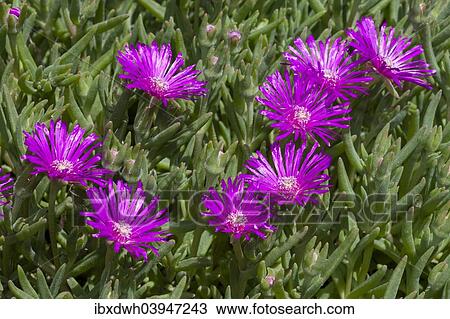 "Trailing Iceplant (Delosperma cooperi), North Rhine-Westphalia, Germany, Europe" View Large Photo Image Stock Image - "Trailing Iceplant (Delosperma cooperi), North Rhine-Westphalia, Germany, Europe". Fotosearch
