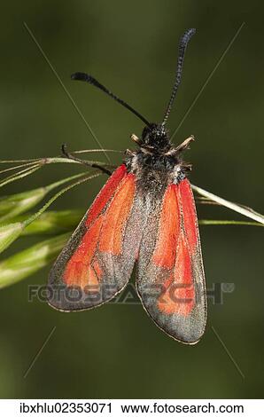 "Transparent Burnet (Zygaena purpuralis), Lake Kerkini region, Greece, Europe" View Large Photo Image Stock Image - "Transparent Burnet (Zygaena purpuralis), Lake Kerkini region, Greece, Europe". Fotosearch