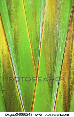 Stock Image - "Traveller's Tree or Traveller's Palm (Ravenala madagascariensis), Madagascar, Africa". Fotosearch