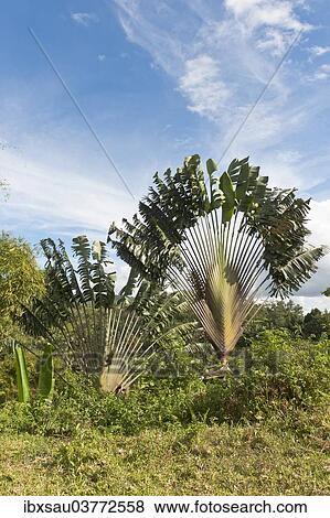 Stock Photo - "Traveller's Tree or Traveller's Palm (Ravenala madagascariensis) in its natural habitat near Manakara, Madagascar, Africa". Fotosearch