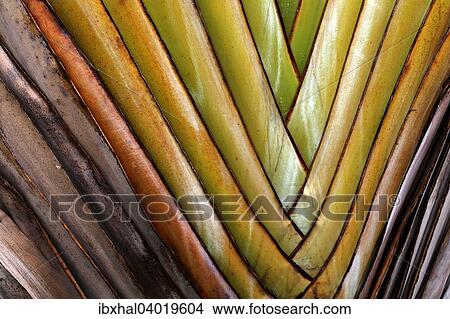 "Traveller's Tree (Ravenala madagascariensis), detail, Gran Canaria, Canary Islands, Spain, Europe" View Large Photo Image Picture - "Traveller's Tree (Ravenala madagascariensis), detail, Gran Canaria, Canary Islands, Spain, Europe". Fotosearch