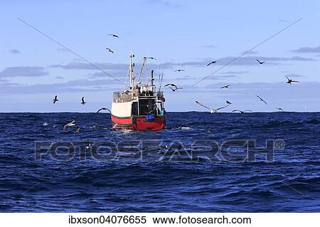 "Trawler, sea birds, Cape of Good Hope, South Africa, Africa" View Large Photo Image Stock Photography - "Trawler, sea birds, Cape of Good Hope, South Africa, Africa". Fotosearch