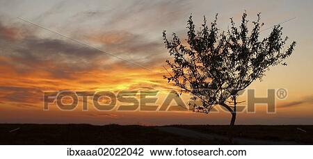 "Tree against sunset, Cape Tarhankut, Tarhan Qut, Crimea, Ukraine, Eastern Europe, Europe" View Large Photo Image Stock Image - "Tree against sunset, Cape Tarhankut, Tarhan Qut, Crimea, Ukraine, Eastern Europe, Europe". Fotosearch