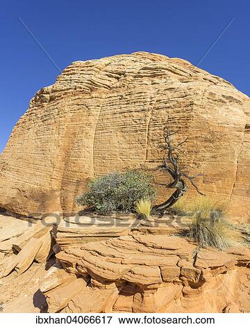 "Tree and Candy Cliffs, rock formations, Washington, Utah, United States, North America" View Large Photo Image Stock Photo - "Tree and Candy Cliffs, rock formations, Washington, Utah, United States, North America". Fotosearch