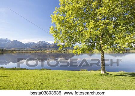 "Tree at Hopfensee lake, near Fussen, East Allgau, Bavaria, Germany, Europe" View Large Photo Image Stock Photograph - "Tree at Hopfensee lake, near Fussen, East Allgau, Bavaria, Germany, Europe". Fotosearch
