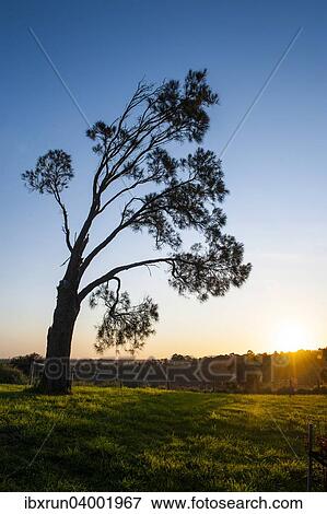 "Tree at sunset, Mount Gambier, Victoria, Australia, Oceania" View Large Photo Image Stock Photo - "Tree at sunset, Mount Gambier, Victoria, Australia, Oceania". Fotosearch