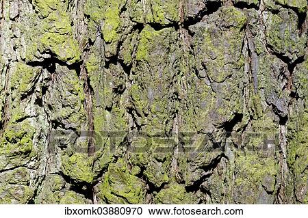"Tree bark, Pear Tree (Pyrus communis), Baden-Wurttemberg, Germany, Europe" View Large Photo Image Stock Image - "Tree bark, Pear Tree (Pyrus communis), Baden-Wurttemberg, Germany, Europe". Fotosearch