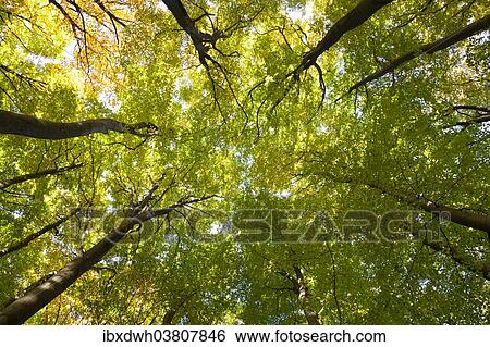 "Tree canopies of a beech forest, Jasmund National Park, Rugen, Mecklenburg-Western-Pomerania, Germany, Europe" View Large Photo Image Stock Photograph - "Tree canopies of a beech forest, Jasmund National Park, Rugen, Mecklenburg-Western-Pomerania, Germany, Europe". Fotosearch
