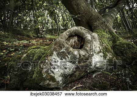 "Tree cave in an Ancient Beech (Fagus), Jasmund National Park, Rugen, Mecklenburg-Western Pomerania, Germany, Europe" View Large Photo Image Stock Photo - "Tree cave in an Ancient Beech (Fagus), Jasmund National Park, Rugen, Mecklenburg-Western Pomerania, Germany, Europe". Fotosearch