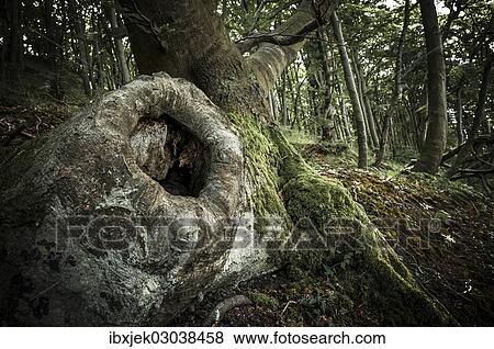 Stock Photo - "Tree cave in an Ancient Beech (Fagus), Jasmund National Park, Rugen, Mecklenburg-Western Pomerania, Germany, Europe". Fotosearch