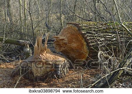 Picture - "Tree chewed down by a beaver, Lobau, Donau-Auen National Park, Lower Austria, Austria, Europe". Fotosearch