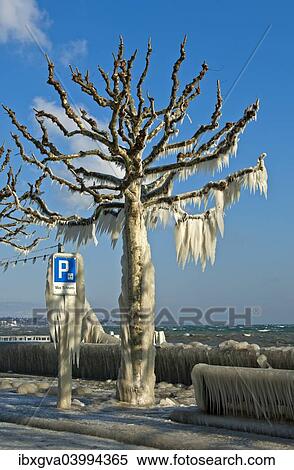 "Tree coated with a thick layer of ice on promenade on Lake Geneva, Versoix, Canton of Geneva, Switzerland, Europe" View Large Photo Image Stock Photography - "Tree coated with a thick layer of ice on promenade on Lake Geneva, Versoix, Canton of Geneva, Switzerland, Europe". Fotosearch