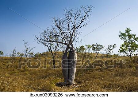 "Tree couple, Baobab Trees (Adansonia sp. ), near Wyndham, Kimberley, Western Australia" View Large Photo Image Stock Photograph - "Tree couple, Baobab Trees (Adansonia sp. ), near Wyndham, Kimberley, Western Australia". Fotosearch