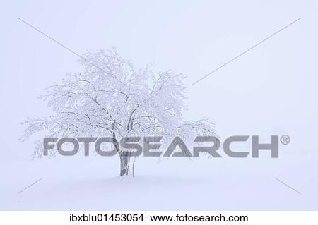 Picture - "Tree covered with hoar frost and snow, Swabian Alb, Baden-Wuerttemberg, Germany, Europe". Fotosearch
