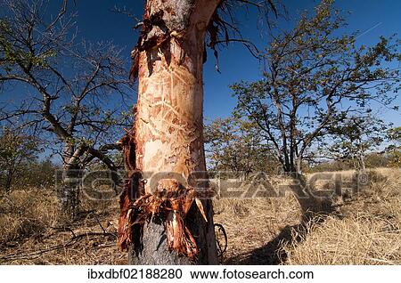 "Tree damaged by elephants, Krueger National Park, Limpopo, South Africa, Africa" View Large Photo Image Stock Image - "Tree damaged by elephants, Krueger National Park, Limpopo, South Africa, Africa". Fotosearch