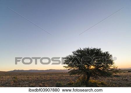 "Tree, evening atmosphere, Bank Mountains, Mountain Zebra National Park, Eastern Cape, South Africa, Africa" View Large Photo Image Stock Image - "Tree, evening atmosphere, Bank Mountains, Mountain Zebra National Park, Eastern Cape, South Africa, Africa". Fotosearch