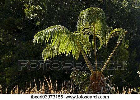 "Tree Fern (Cyatheales), Hawai'i Volcanoes National Park, Big Island, Hawaii, United States, North America" View Large Photo Image Stock Photography - "Tree Fern (Cyatheales), Hawai'i Volcanoes National Park, Big Island, Hawaii, United States, North America". Fotosearch