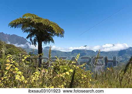 Stock Image - "Tree Fern (Cyatheales) on a mountain slope, Foret de Belouve, Reunion National Park, near Hell-Bourg, Reunion". Fotosearch